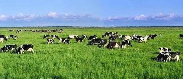 北方最為常見的牧草，牧草基本介紹