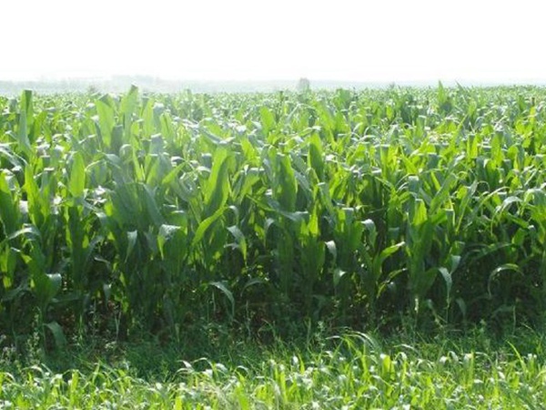 高產(chǎn)牧草墨西哥玉米好種植嗎？種植方法是什么？