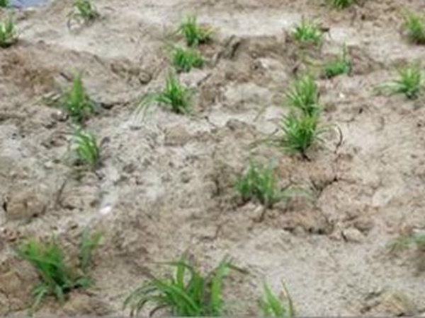 種植墨西哥玉米有這幾個要點，掌握好這幾個要點獲得高產量