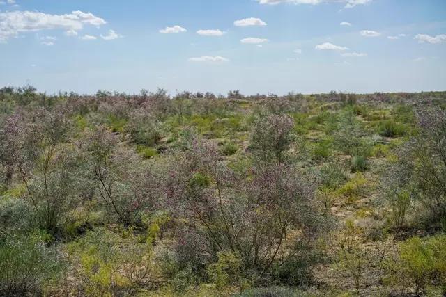 那十七公里的如此美的花棒到底是什么 那十七公里的如此美的花棒到底是什么