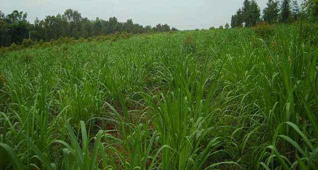 優質牧草墨西哥玉米草適合在哪里種植比較好