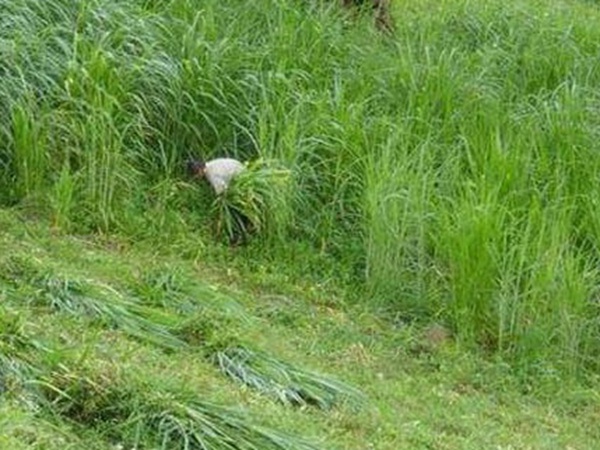 養殖用牧草種子播種量和播種技術是什么