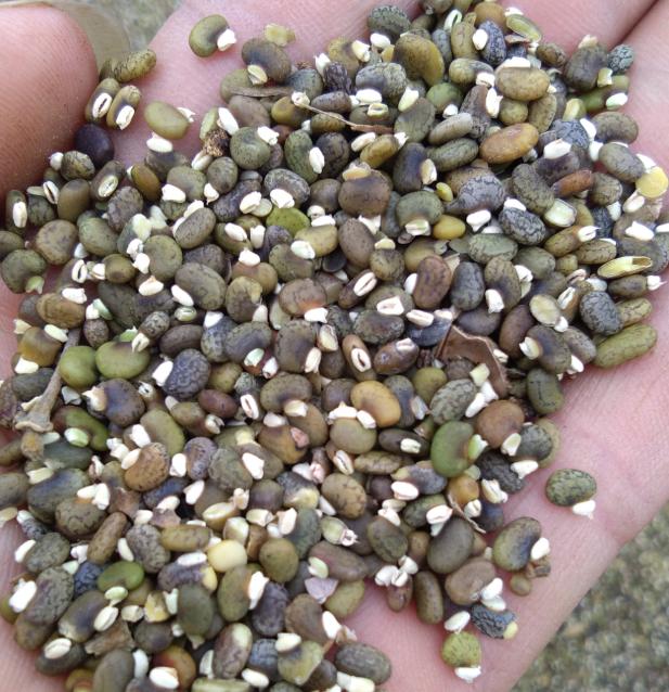 毛豆常見,山毛豆種植技術(shù)有哪些? 毛豆常見,山毛豆種植技術(shù)有哪些?