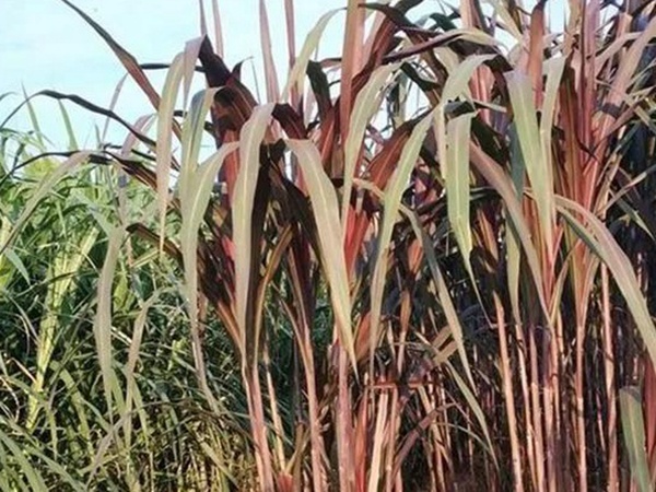 象草是一種高價(jià)值的飼料，種植栽培方法是什么