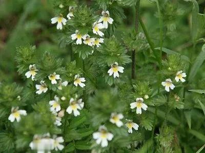 小米草的養殖方法有哪些需要注意的 小米草的養殖方法有哪些需要注意的