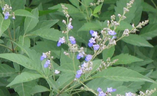 荊條的主要價(jià)值以及種植管理技術(shù)介紹 荊條的主要價(jià)值以及種植管理技術(shù)介紹