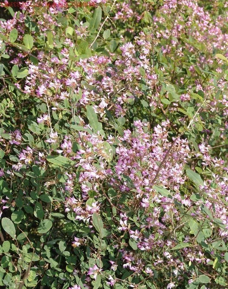 灌木種子—胡枝子基本介紹以及生態習性