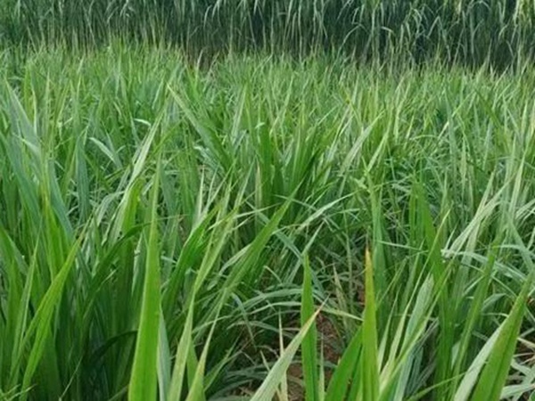 皇竹草種植經(jīng)濟效益是什么？有什么作用？