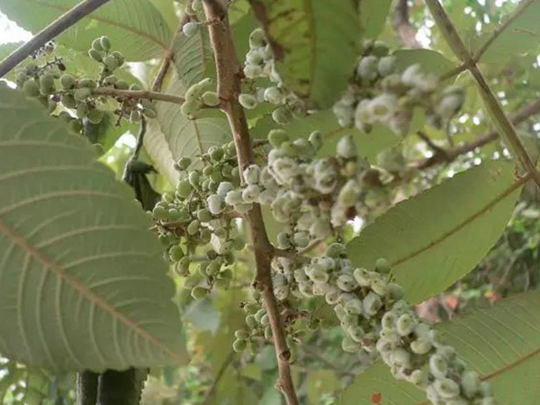 鹽膚木栽培管理以及防治方法有哪些 鹽膚木栽培管理以及防治方法有哪些