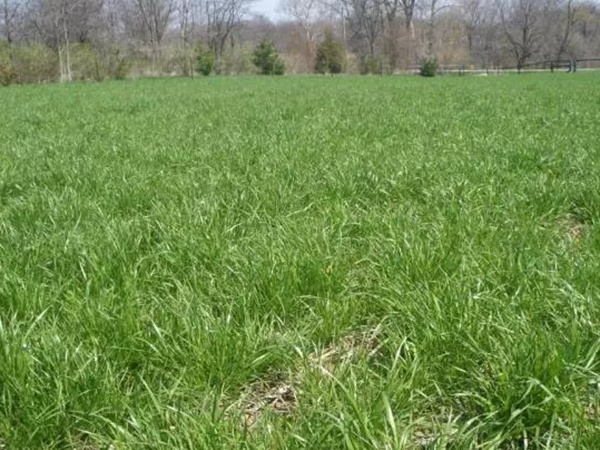 超越冬一年生黑麥草—冬鷹(Winter Hawk)耐寒能力強 超越冬一年生黑麥草—冬鷹(Winter Hawk)耐寒能力強