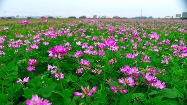 紫云英觀賞性價值高，作為飼料也有獨特的特點