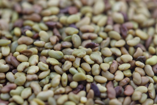 高產量優質牧草種子-紫花苜蓿 高產量優質牧草種子-紫花苜蓿