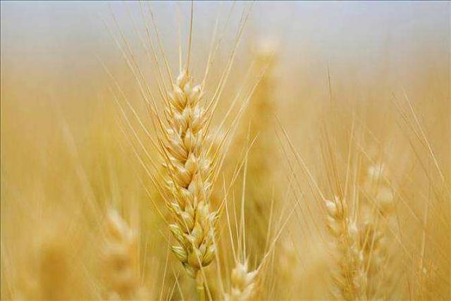 大麥的種植方法與田間管理技術‖病蟲害防治有哪些