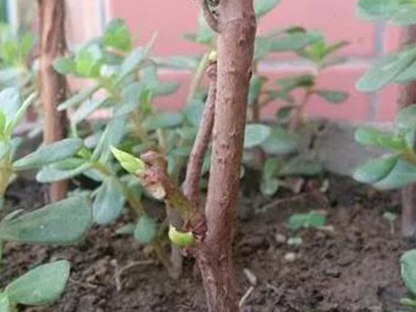 爬山虎的繁殖方法,存活率怎么樣? 爬山虎的繁殖方法,存活率怎么樣?