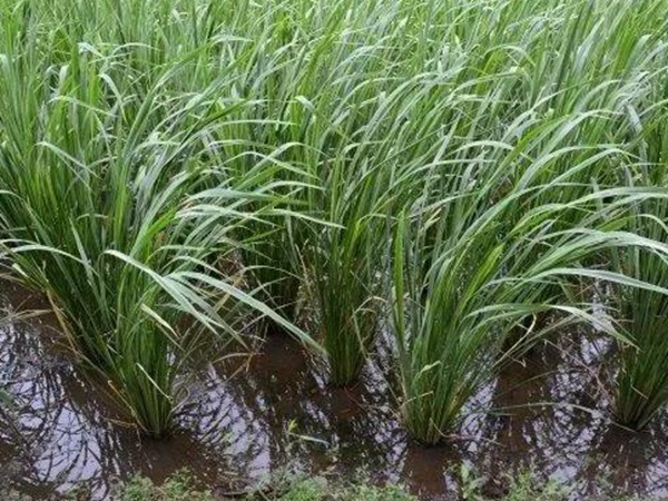 種植皇竹草養牛劃算嗎，一頭牛吃多少斤皇竹草
