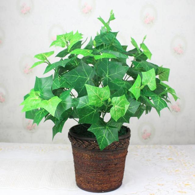 爬山虎也能做盆景?生長能力比較好,抗旱能力不錯 爬山虎也能做盆景?生長能力比較好,抗旱能力不錯