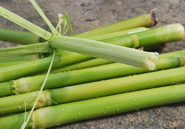 甜高粱播種對(duì)生長(zhǎng)環(huán)境有什么要求,種植應(yīng)該注意什么 甜高粱播種對(duì)生長(zhǎng)環(huán)境有什么要求,種植應(yīng)該注意什么