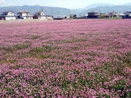 看著很好看的紫云英,紫云英基本介紹 看著很好看的紫云英,紫云英基本介紹