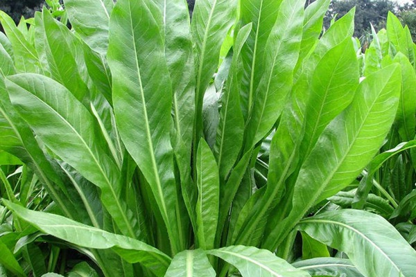 栽種優(yōu)質(zhì)牧草——菊苣種子營(yíng)養(yǎng)價(jià)值高 養(yǎng)兔首選 栽種優(yōu)質(zhì)牧草——菊苣種子營(yíng)養(yǎng)價(jià)值高 養(yǎng)兔首選