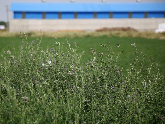 紫花苜蓿牧草種子種植技術(shù)及在畜牧生產(chǎn)中的應(yīng)用 紫花苜蓿牧草種子種植技術(shù)及在畜牧生產(chǎn)中的應(yīng)用