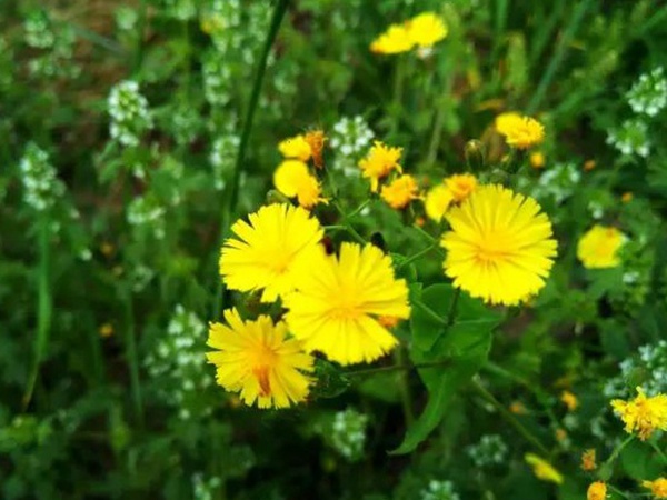 苦荬菜簡單介紹與營養價值 苦荬菜簡單介紹與營養價值