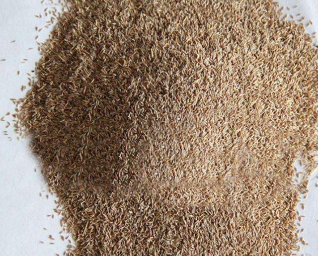 草坪綠化中的王者，護坡能力強大的的剪股穎草種