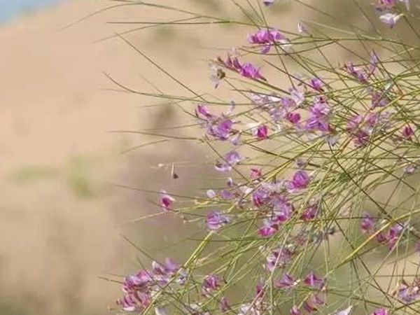 常見植物花棒——耐旱、喜光樹種 常見植物花棒——耐旱、喜光樹種