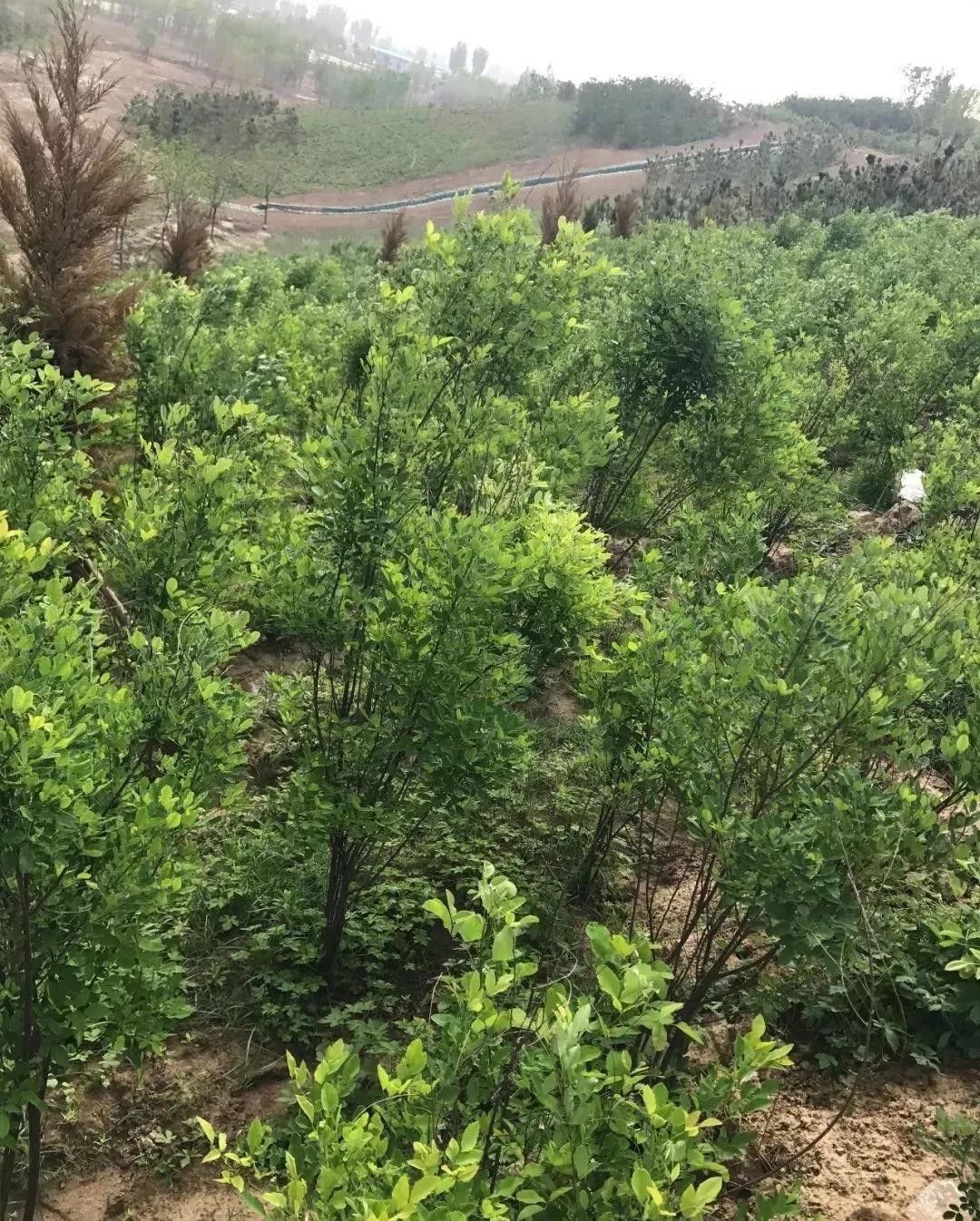 灌木種子—胡枝子基本介紹以及生態習性