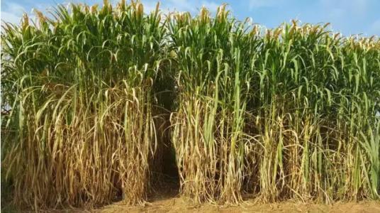 皇竹草的生長環(huán)境要求，種植特點(diǎn)分析