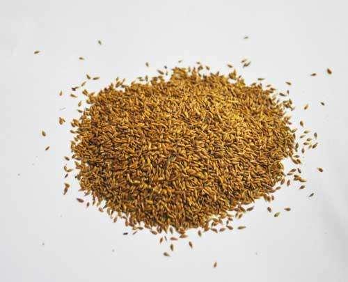 優質草坪草——結縷草經濟價值與播種技術 優質草坪草——結縷草經濟價值與播種技術