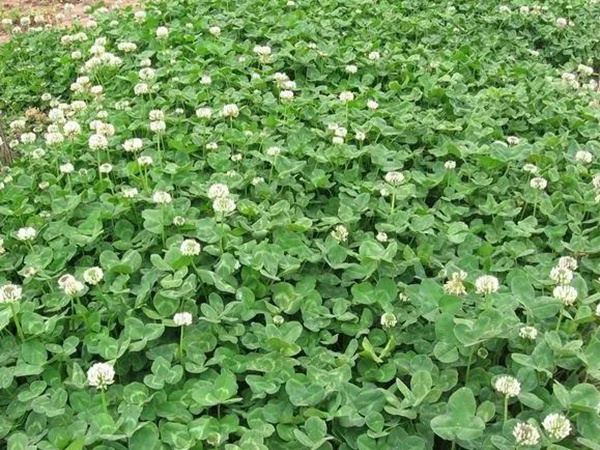 種植白三葉種子需要幾個(gè)步驟 種植白三葉種子需要幾個(gè)步驟