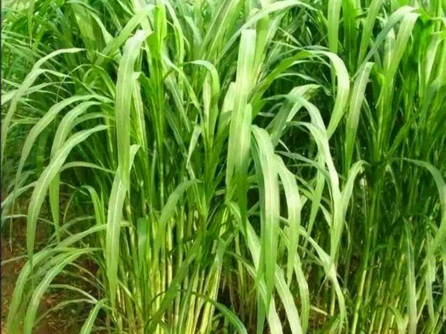 種植墨西哥玉米草必須要了解的事情