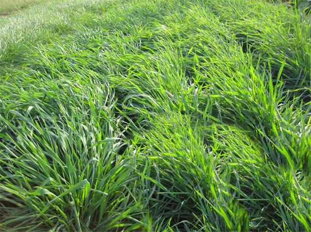 易種植的多年生黑麥草種植方法詳情