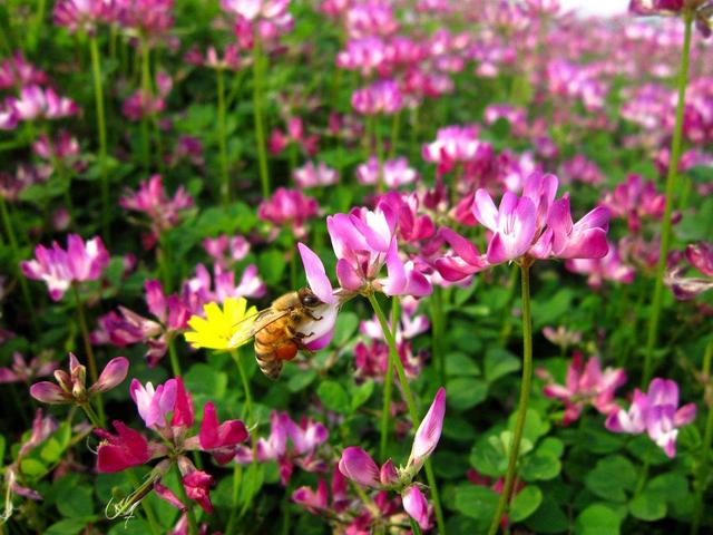 紫云英觀賞性價值高，作為飼料也有獨特的特點