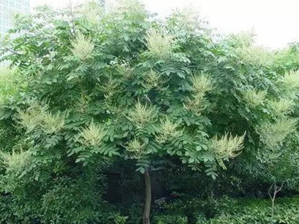 鹽膚木的種植栽培技術以及田間管理方法 鹽膚木的種植栽培技術以及田間管理方法