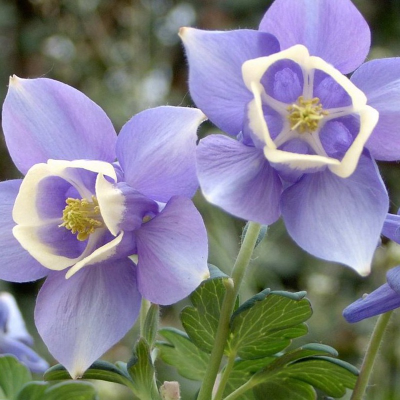 大花耬斗菜 大花耬斗菜