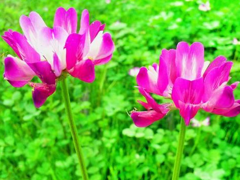 看著很好看的紫云英，紫云英基本介紹