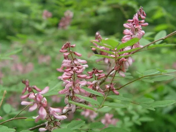 多花木蘭--常用護坡灌木種子栽培技術(shù) 多花木蘭--常用護坡灌木種子栽培技術(shù)
