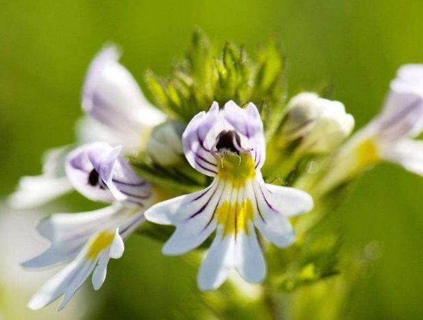 要想小米草種的好，要學會種植的技巧與方法