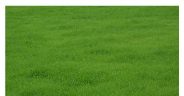 野牛草種植這幾個步驟一定要掌握好，種植就比較簡單