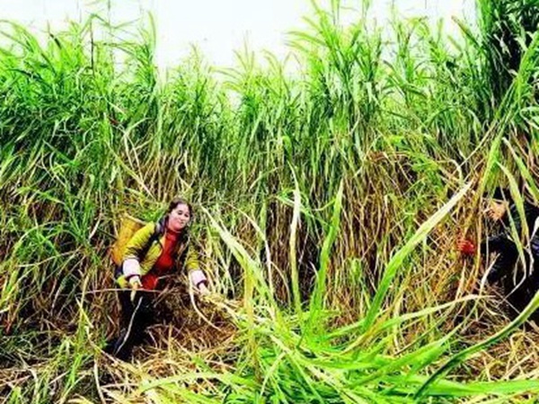種植皇竹草養牛劃算嗎，一頭牛吃多少斤皇竹草