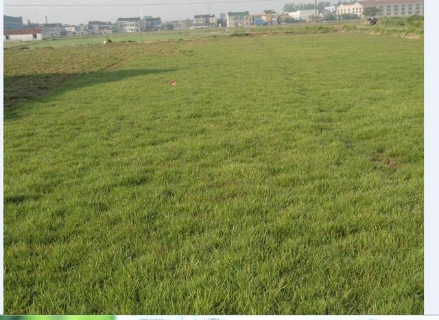 結縷草草坪草的經濟價值及其種植管理技術