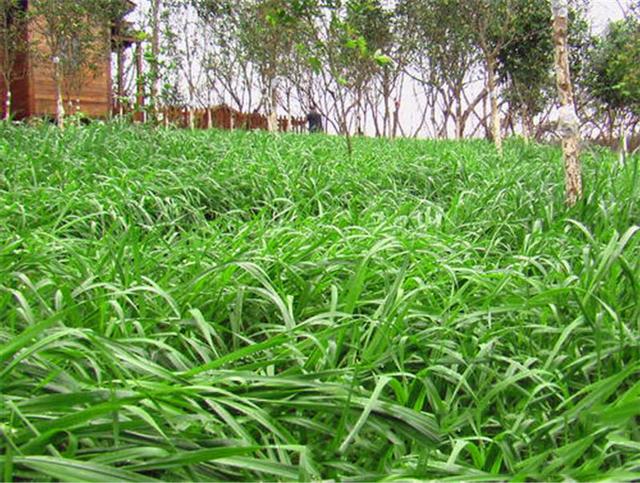 禽畜飼料的好選擇，多年生黑麥草種植方式是什么