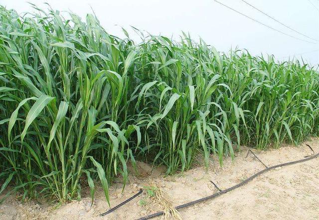 高丹草是優質的牧草，哪里有多年生的高丹草種子