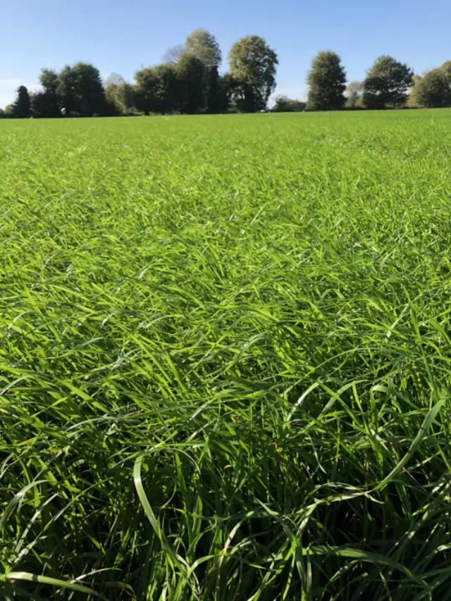 耐寒牧草種子~冬牧70黑麥 耐寒牧草種子~冬牧70黑麥