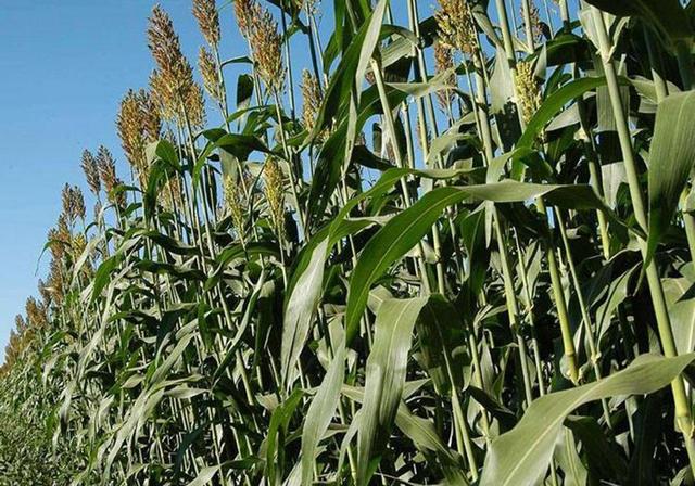 甜高粱栽培，田間管理方法有哪些