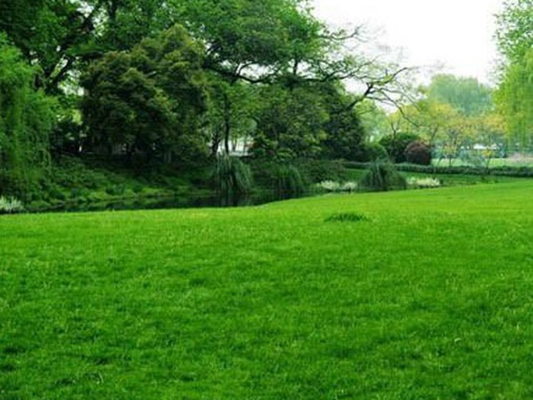 草坪種子常見的有哪些?該怎么樣育苗? 草坪種子常見的有哪些?該怎么樣育苗?