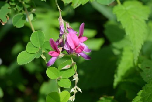 胡枝子的種植技術介紹，什么時候播種最佳？