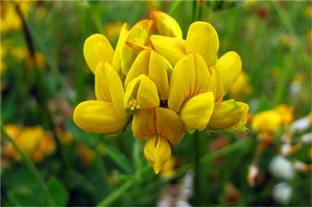 百脈根的主要價值有哪些?有何作用? 百脈根的主要價值有哪些?有何作用?