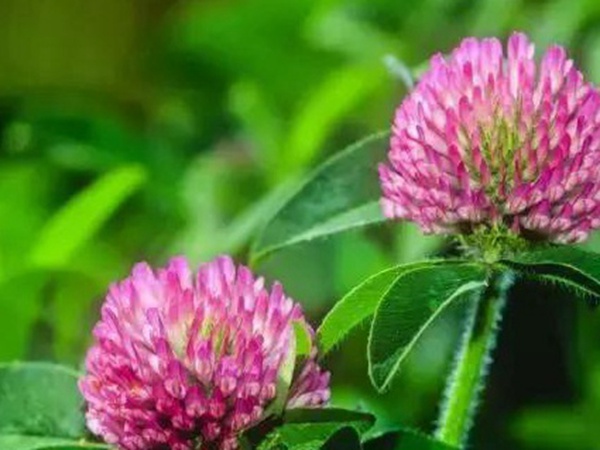 十種優(yōu)質牧草及其栽培技術與方法